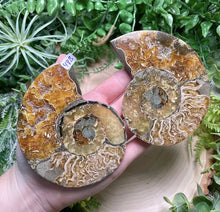 Load image into Gallery viewer, Ammonite Fossil Slice- Copper Ashes - Saratoga Botanicals, LLC
