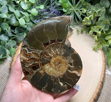 Load image into Gallery viewer, Ammonite Fossil Slice- Copper Ashes - Saratoga Botanicals, LLC
