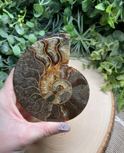 Ammonite Fossil Slice- Copper Ashes - Saratoga Botanicals, LLC